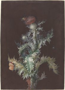 Distel met insecten, ca. 1755