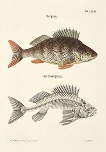  door Johann Daniel Meyer