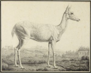  door Johann Elias Ridinger
