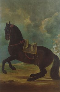 De Bay Hengst met Spaanse zadel