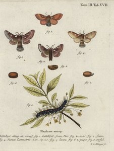 Oostelijke eikenbladroller en kleine eikenbladroller motten. door Johann Georg Klinger