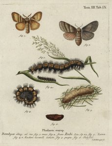 Vossenmot, Macrothylacia rubi. door Johann Georg Klinger