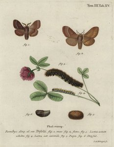 Grasbladroller, Lasiocampa trifolii. door Johann Georg Klinger