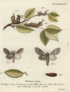 Kreeftmot, Stauropus fagi door Johann Georg Klinger