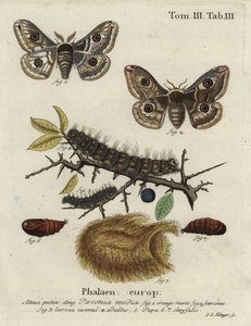 Sleedoorn keizermot, Saturnia spini. door Johann Georg Klinger