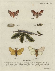 Kleine lappet en herfst zijderups mot. door Johann Georg Klinger