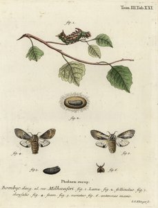Tawny prominente mot, Harpyia milhauseri door Johann Georg Klinger