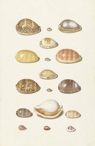 Cowry Schelpen door Johann Gustav Hoch