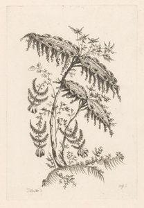 Bladeren met hoornvormen door Johann Heinrich  Hess