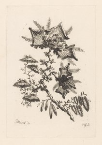 Bloemen in vliegervorm