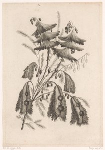 Parasolachtige bloemen door Johann Heinrich  Hess