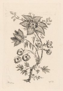Stervormige bloemen door Johann Heinrich  Hess