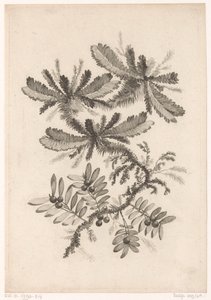 Takken met bessen door Johann Heinrich  Hess