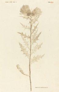 Carduus Lanceolatus door Johann Hieronymus Kniphof