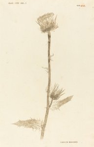 Carduus Maarianus door Johann Hieronymus Kniphof
