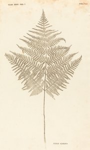 Pteris Aquilina door Johann Hieronymus Kniphof
