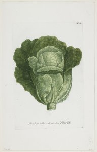 Brassica alba vel viridis, uit Phytanthoza Iconographia, 1735-45