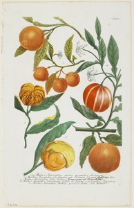 a-e Malus Aurantia etc., uit Phytanthoza Iconographia, 1735-45