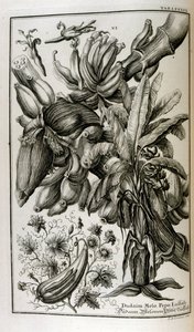 Bijbelse planten en vruchten, waaronder alruin en meloen