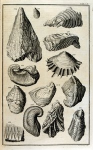 Versteende resten van schelpen vertegenwoordigen dieren vernietigd door de grote Bijbelse vloed