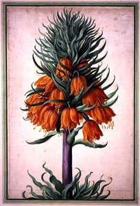 Fritillaria imperialis (keizerskroon) plaat 25 uit het Nassau Florilegium (aquarel op papier)