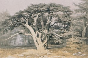 Ceders van Libanon. Ets door Bernatz et alii - Steinkopk J.F. Editore door Johann Martin Bernatz