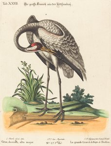 Grus Americana, alta major door Johann Michael Seligmann after George Edwards