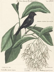 De Kleine Zwarte Goudvink (Rubicilla minor nigra) door Johann Michael Seligmann after Mark Catesby