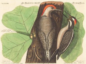 De Roodbuikspecht (Picus Carolinus) door Johann Michael Seligmann after Mark Catesby