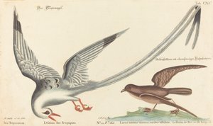 De tropische vogel door Johann Michael Seligmann after Mark Catesby