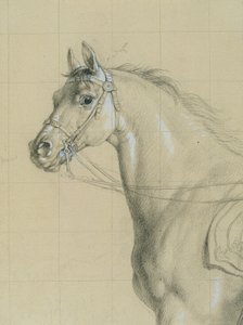Paardenstudie voor 