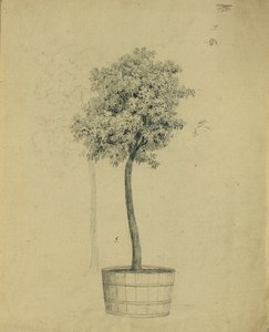 Studie van een boompje in een pot