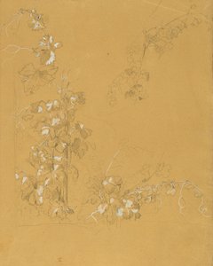 Wijnstok, studie voor "Hermann en Dorothea in de wijngaard"