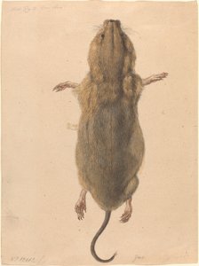 Een veldmuis, van bovenaf door Johann Rudolph Schellenberg