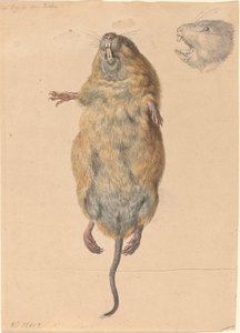 Een veldmuis, van onderen