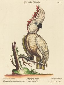 Psittacus albus cristatus maximus door Johann Sebastian Leitner after George Edwards