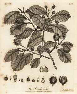 Europese beuk of gewone beuk, Fagus sylvatica