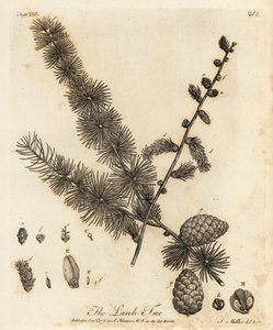 Europese lariks, Larix decidua