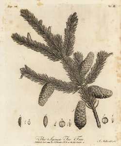 Picea abies door Johann Sebastien Muller