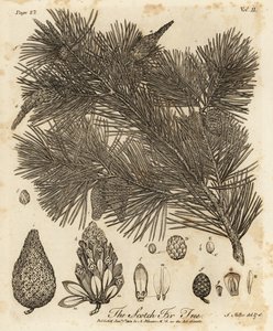 Grove den, Pinus sylvestris door Johann Sebastien Muller