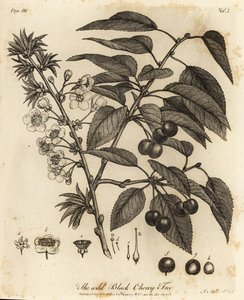 Zure kers, Prunus cerasus