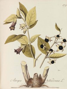 Afbeelding van alle economische planten, 1786-1788