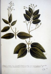Cinnamomum Zeylanicum (Ceylon kaneelboom) - Gravure van het Herbarium door J.W. Weinmann in 1737