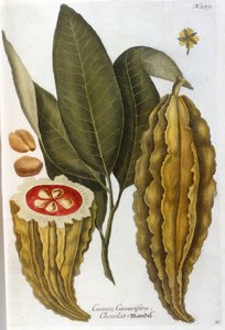 Cacao - in Herbier door J. W. Weinmann