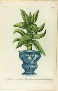 Afrikaanse Aloë, plaat 47 uit Phtanthoza Iconographia door Johann Wilhelm Weinmann