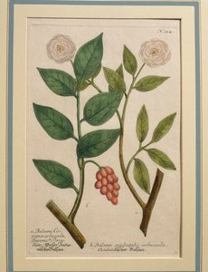 Balsami occidentalis arbuscula, gekleurde gravure