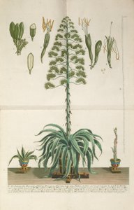 Gegraveerde en mezzotint plaat van Aloe Americana folio Mucronato, ca. 1735-1737