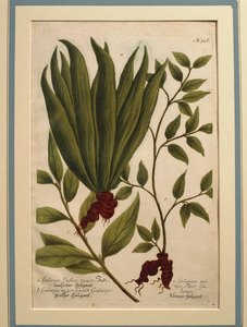 Grote Galanga (Alpinia galanga), Galanga Indica major en Galanga major, gekleurde gravure