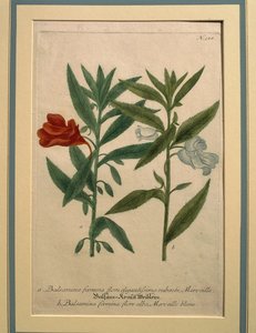 Springbalsemien, gekleurde gravure door Johann Wilhelm Weinmann