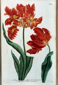 Rode tulp. Botanische plaat
